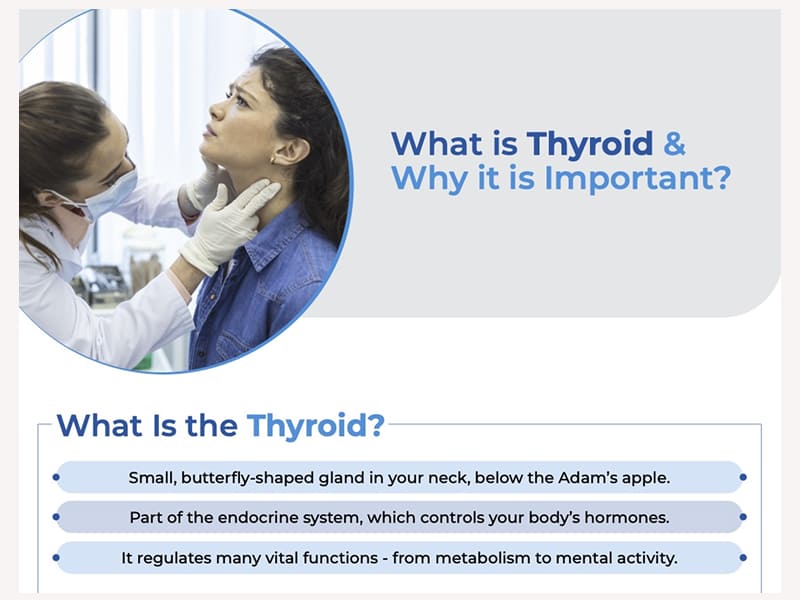 What is Thyroid & Why it is Important Image